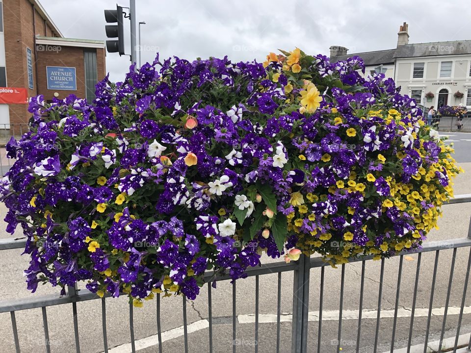 Impressive hanging baskets both for the lovely colonies of the blooms, but also the enormous size of this lovely feature.