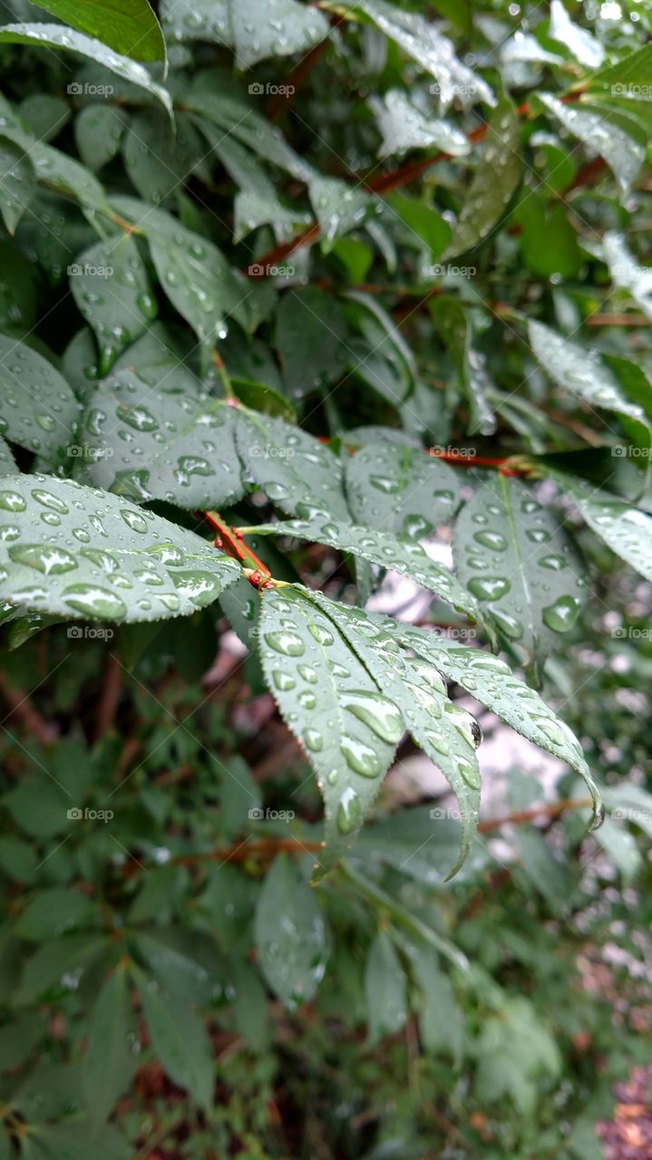 leaf drops