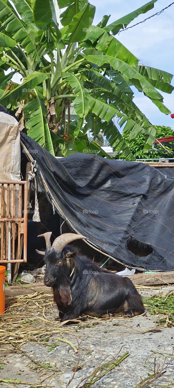 Group of black goats in the village