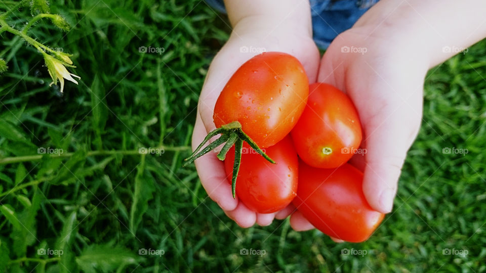Childhood holding four tomato