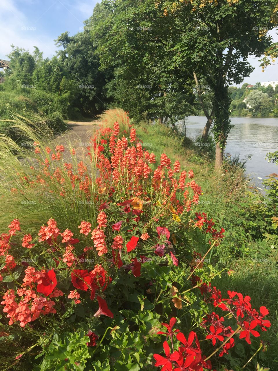 Path along river banks with flowers