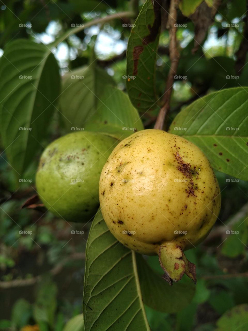 Natural view of guava fruits