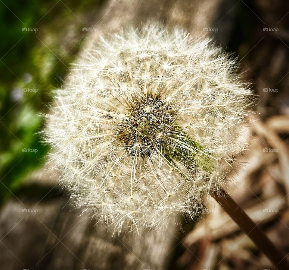 Dandelion—taken in Dyer, Indiana 