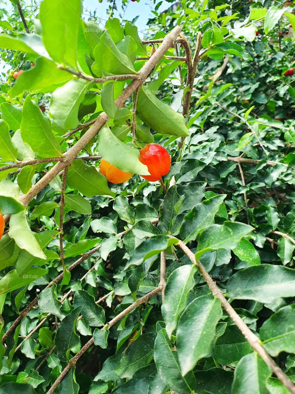 Natural world