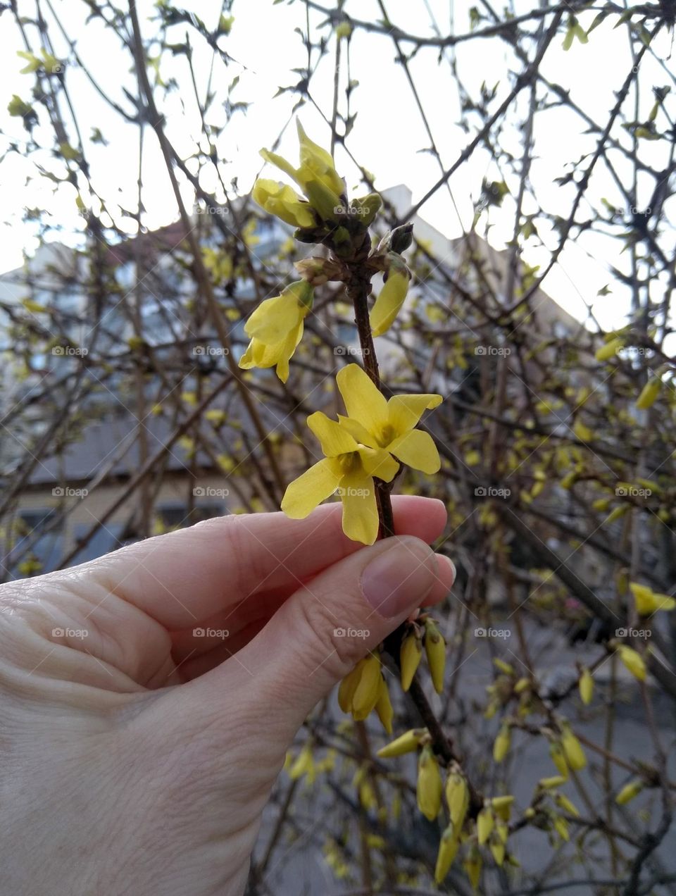 urban plants