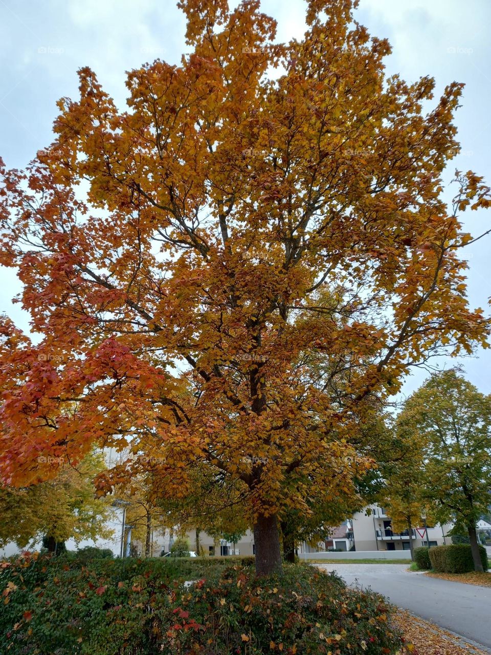 Beautiful Tree in Early Autumn