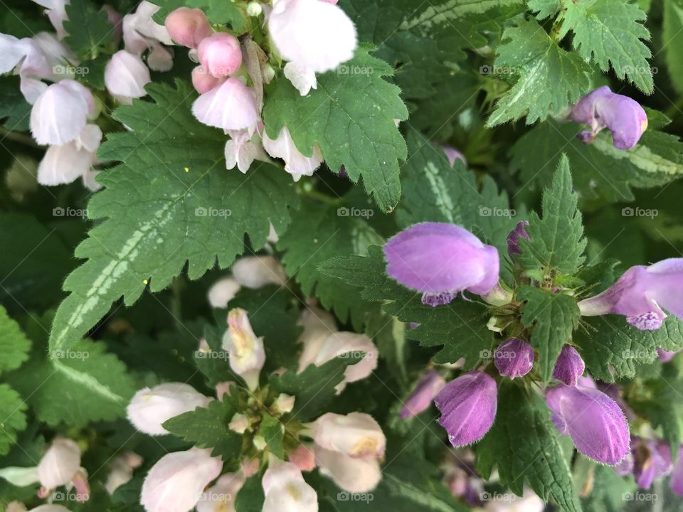 Ground cover 