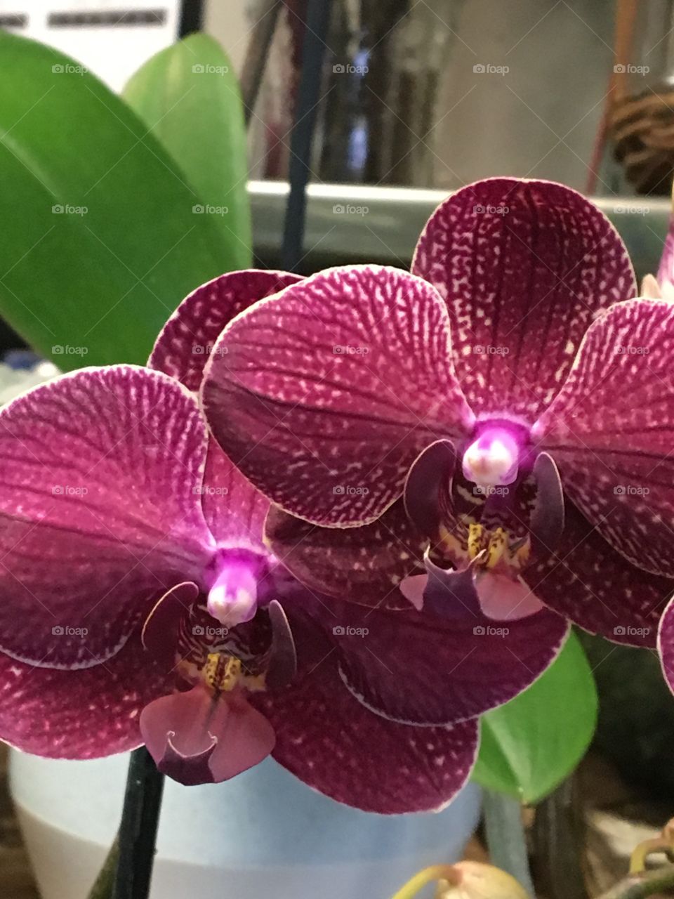 Burgundy twin orchids 