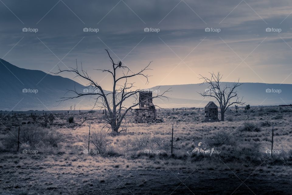 Abandoned village with bird in tree