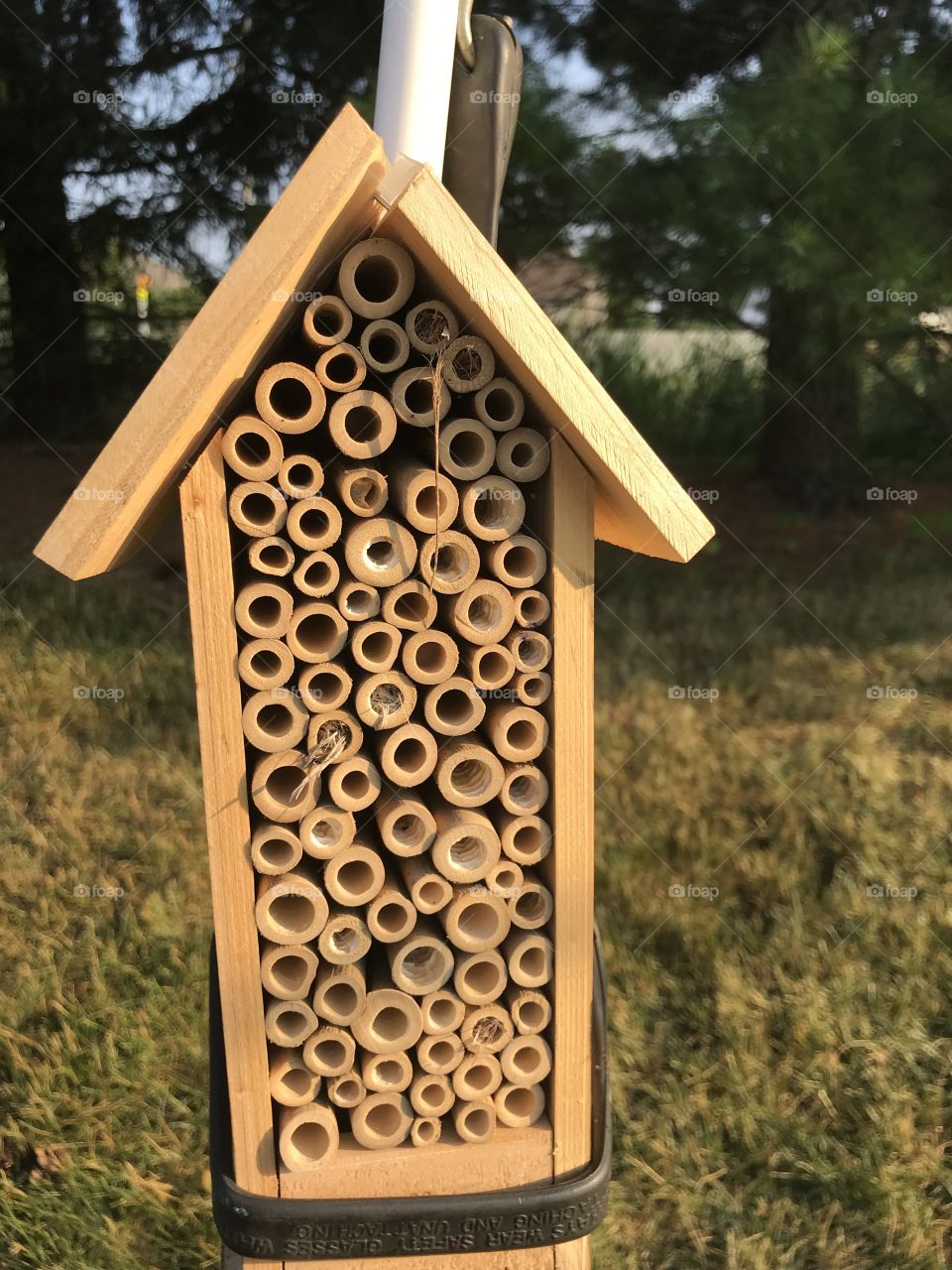 Mason Bee house filled with grass carrying wasp cocoons.