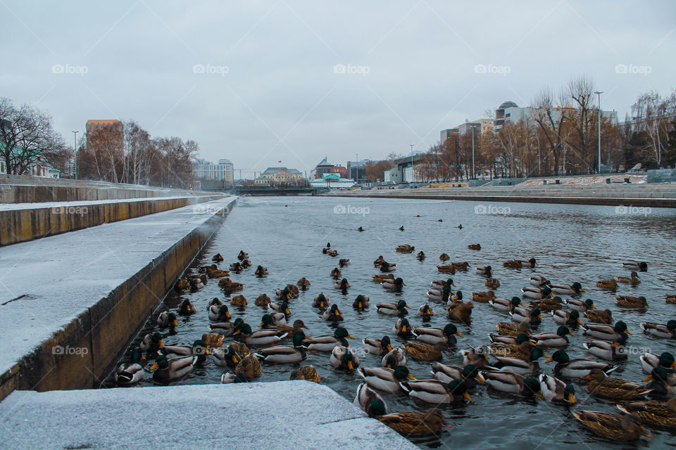 Ducks in the city center