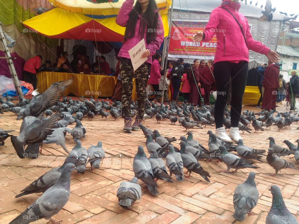 pigeons and doves bird in nepal....