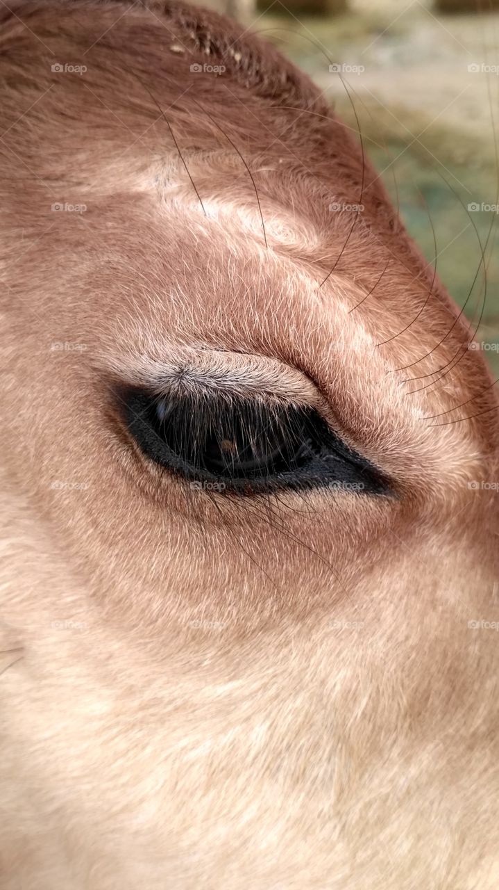 cow eye..