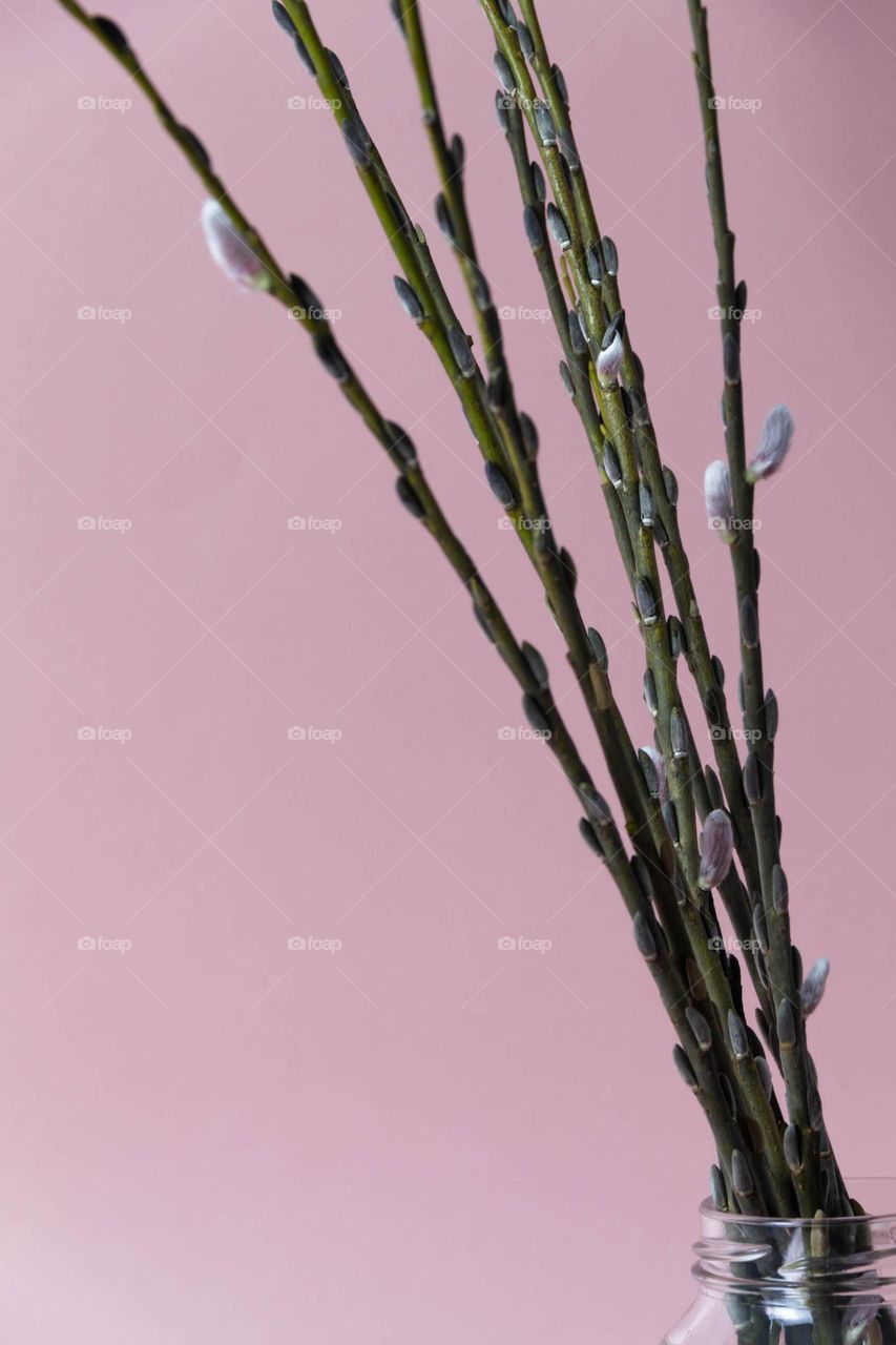 Blooming willow stands in a jar of water on a pink background