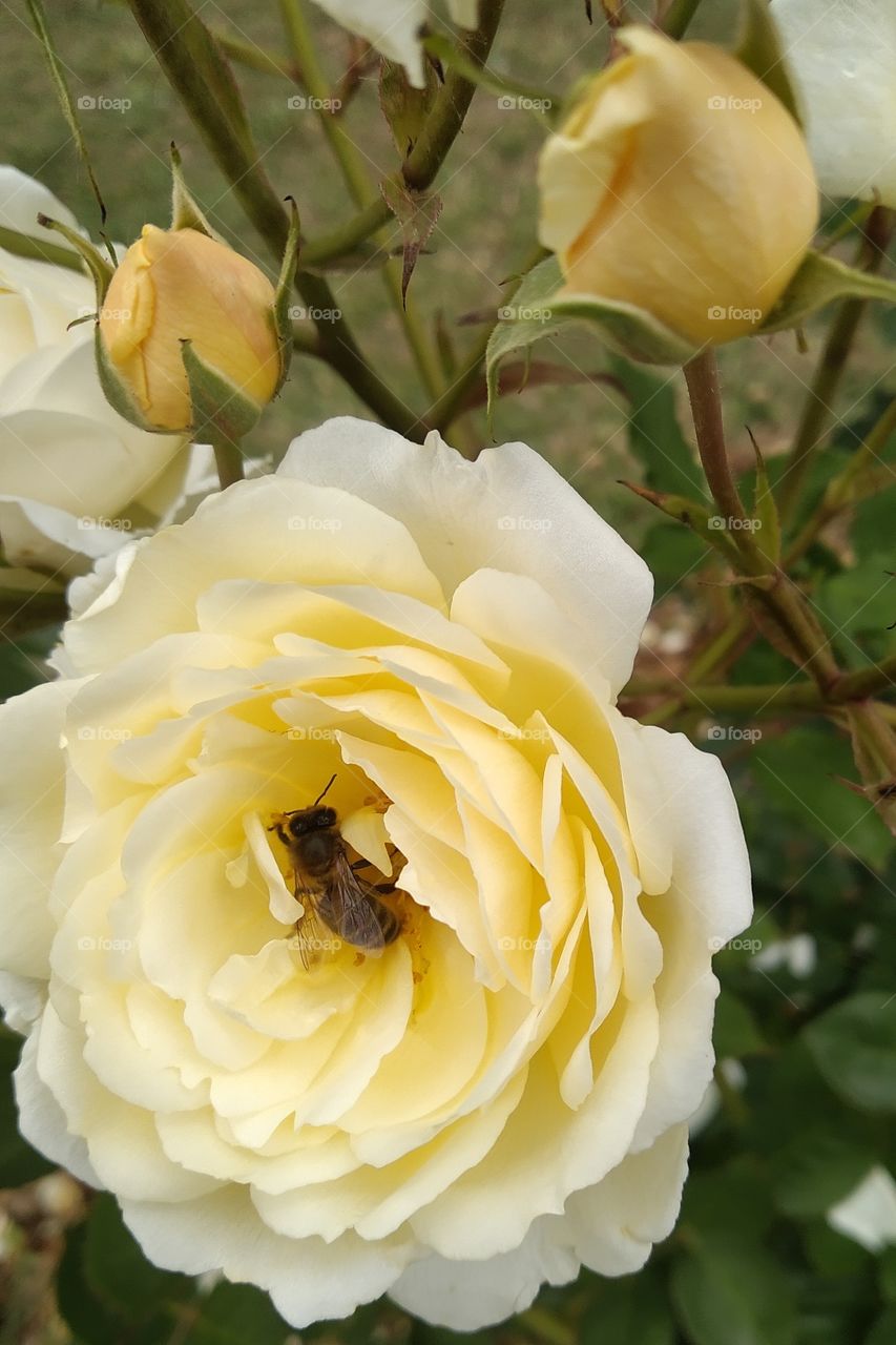 Rosa del Jardín de Cervantes