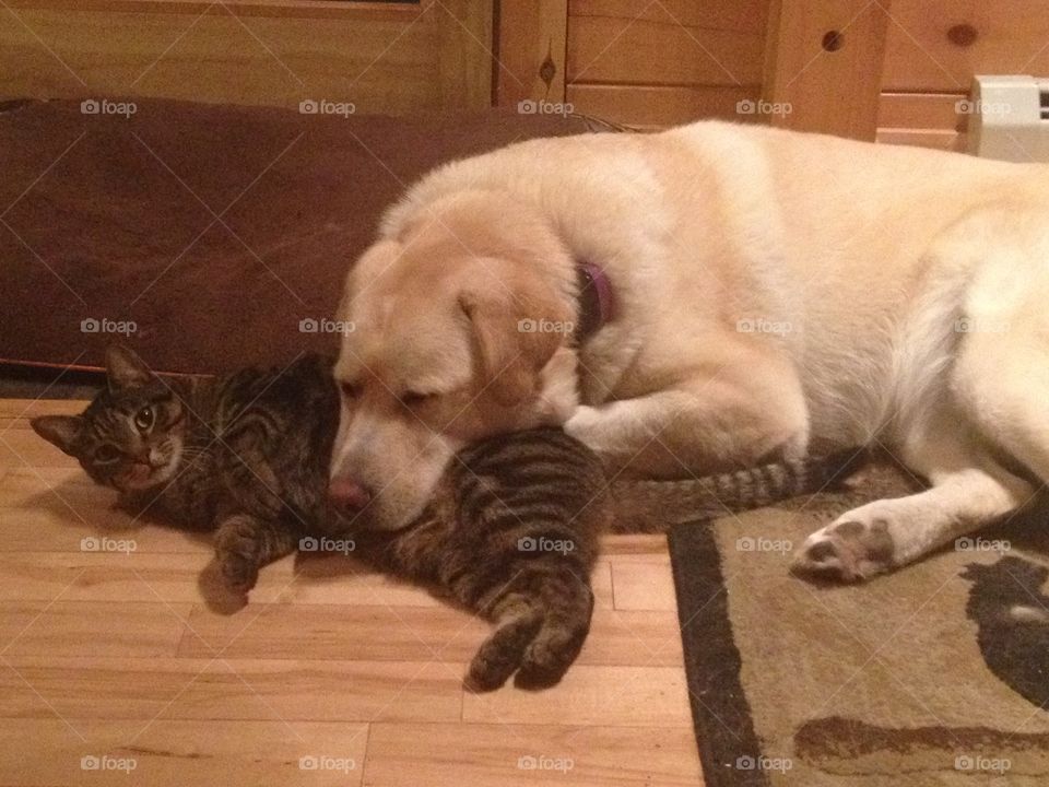 Sadie sleeping on Noah 