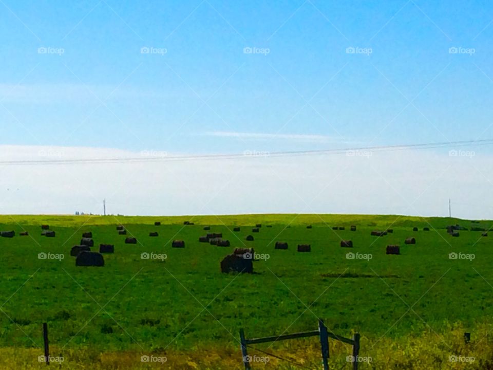 Saskatchewan Hay Field