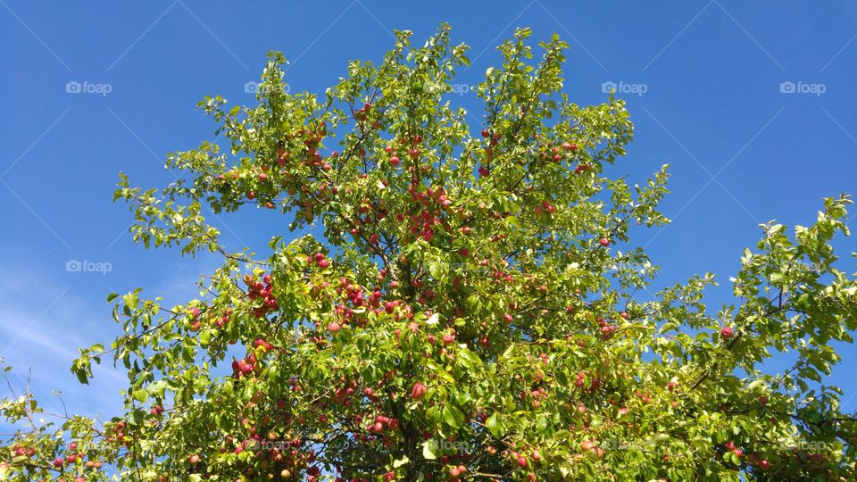 Apfelbaum in der Herbstsonne, blauer Himmel satt. Rote Äpfel dominieren den Baum. Wunderschön.....