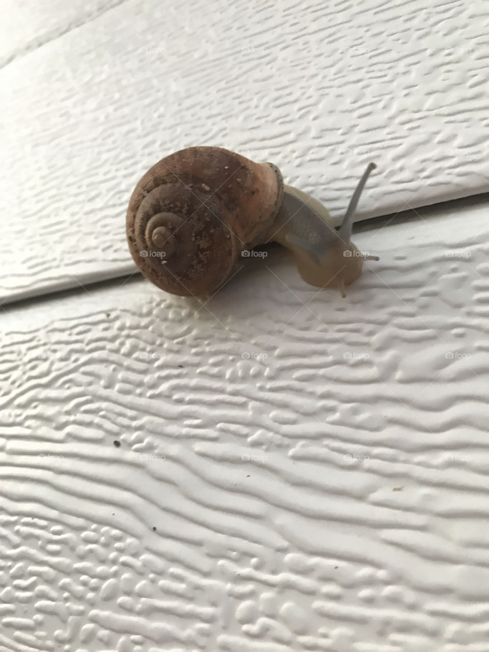 Snail 2