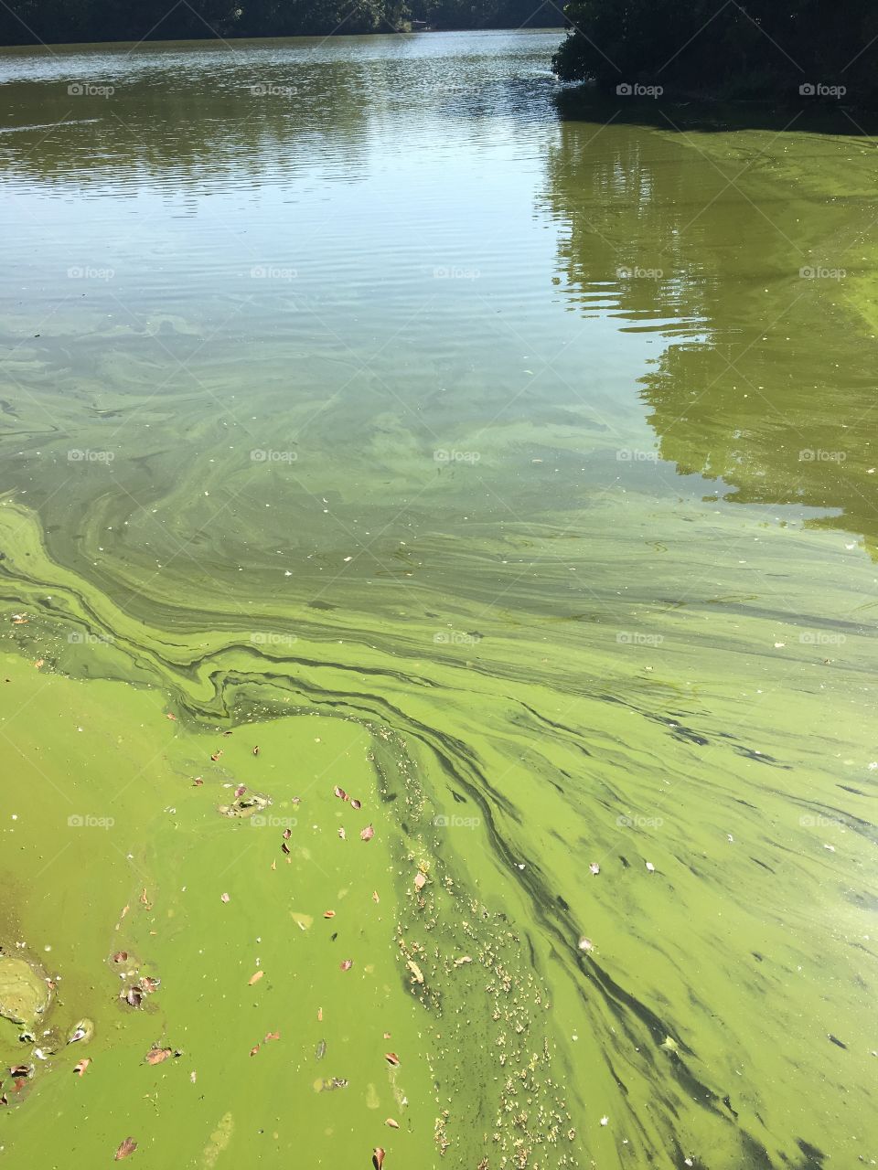 Algae on lake