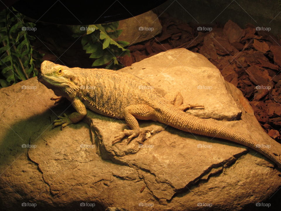 Lizard at Bird Kingdom