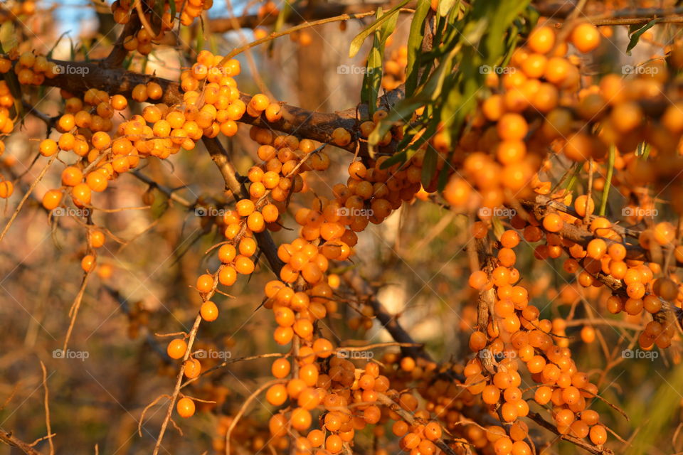 Close-up of berry fruits