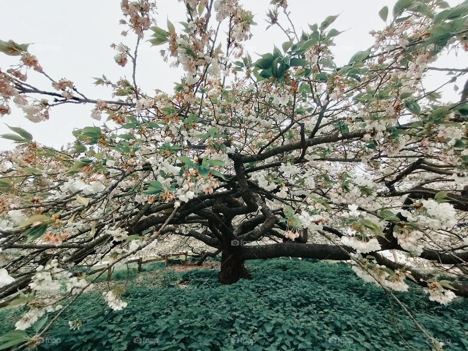 spring tree