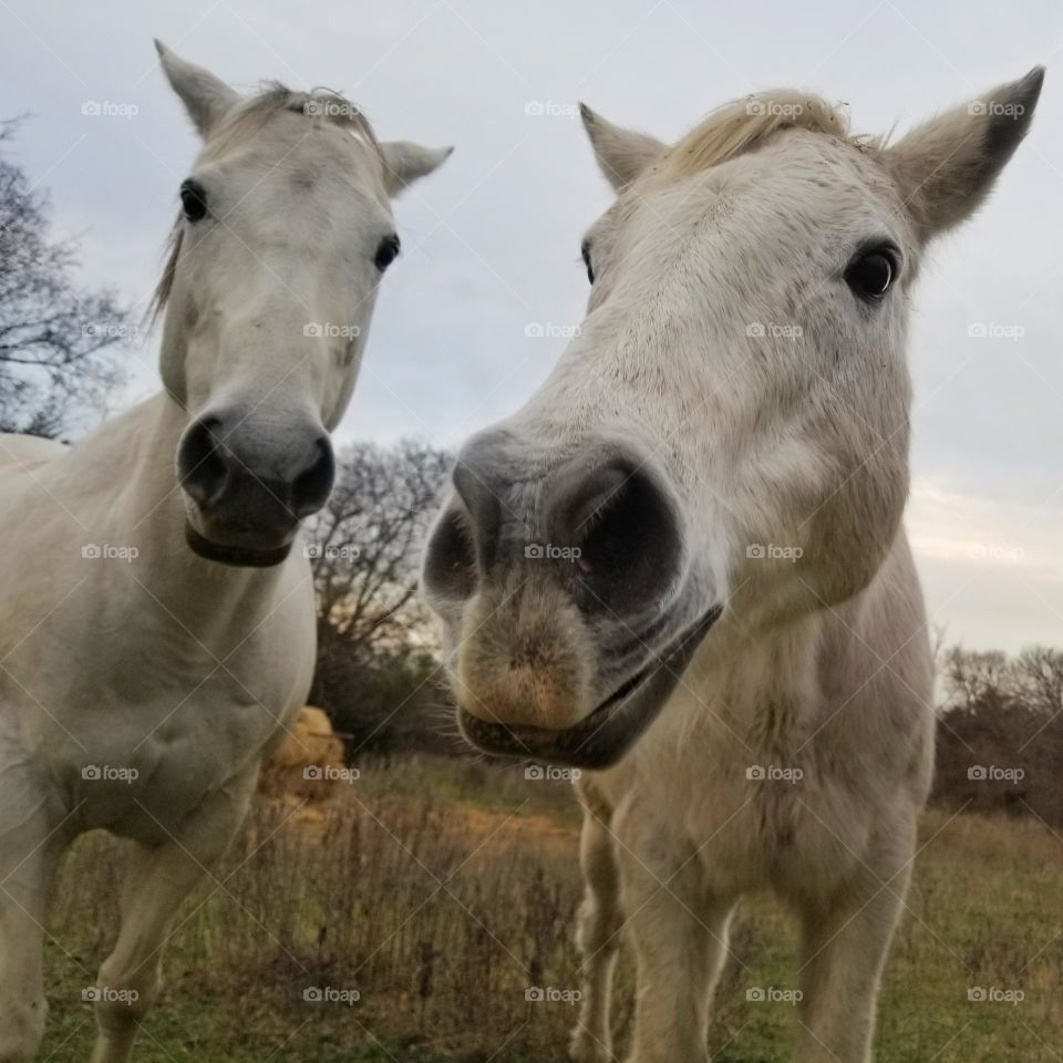 Funny Horses