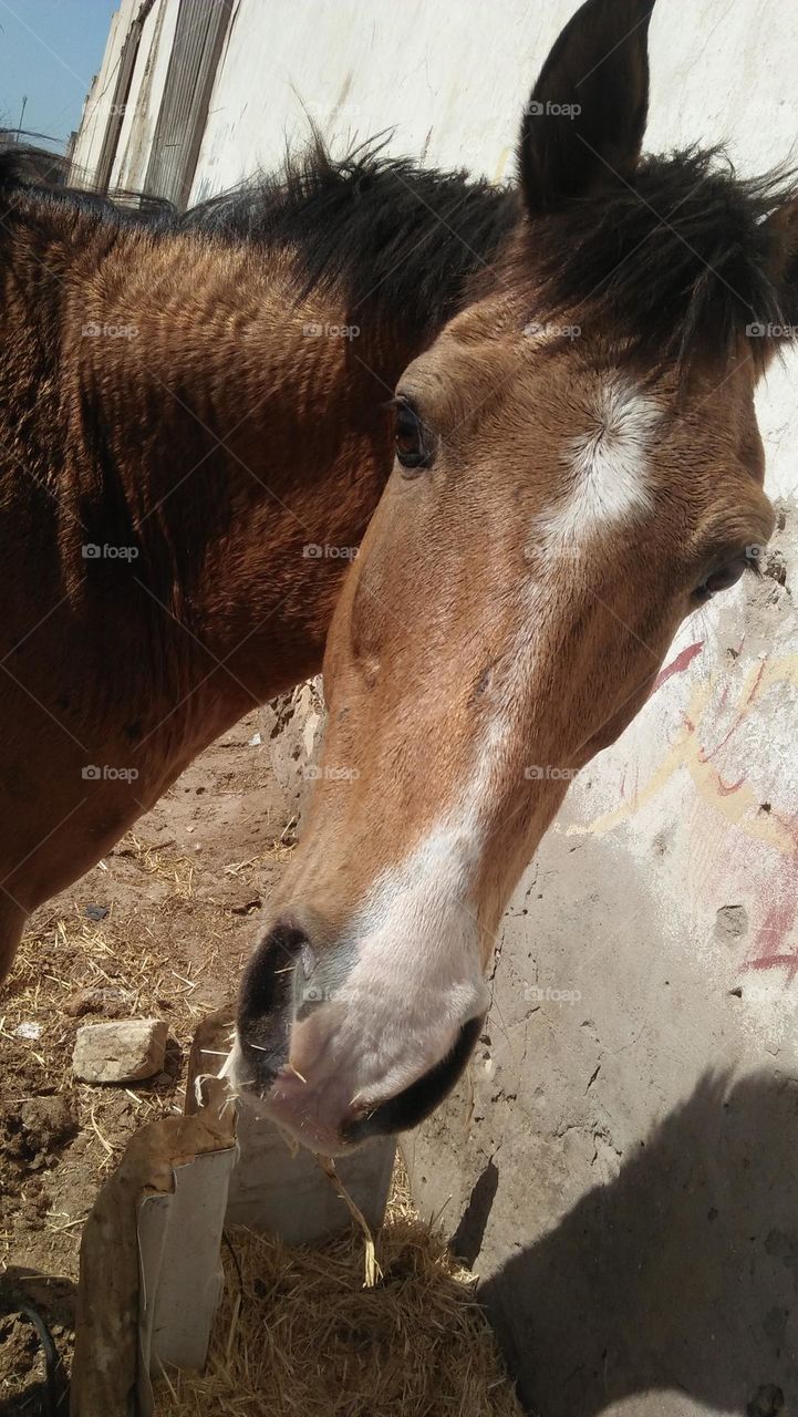 head of a brown beautiful horse.