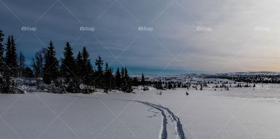 Ski Trails