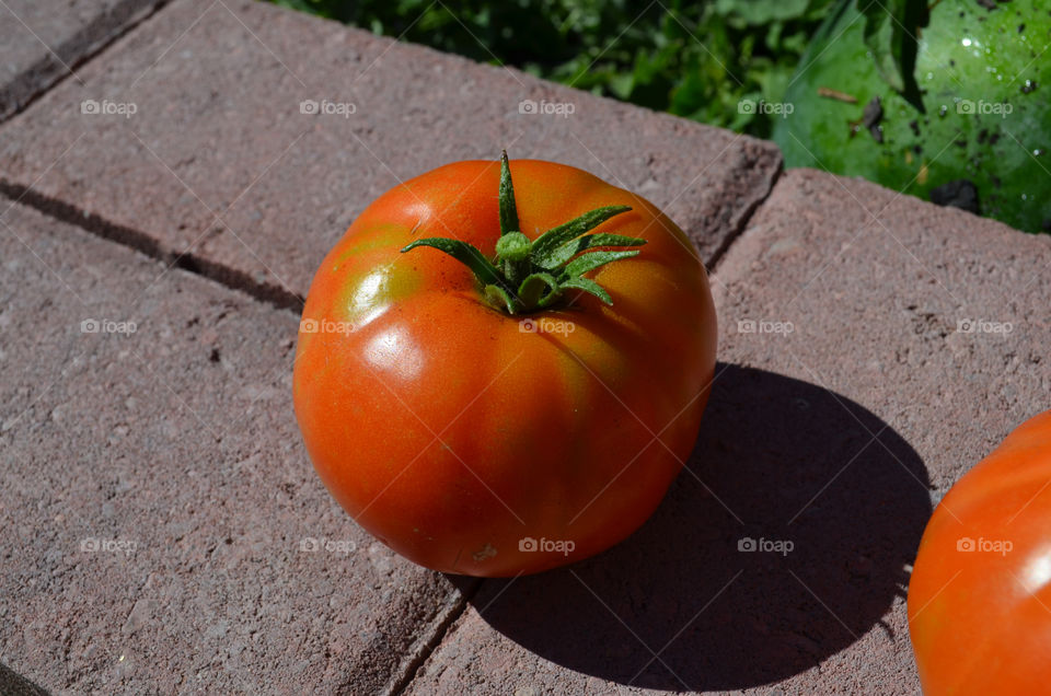 Tomato