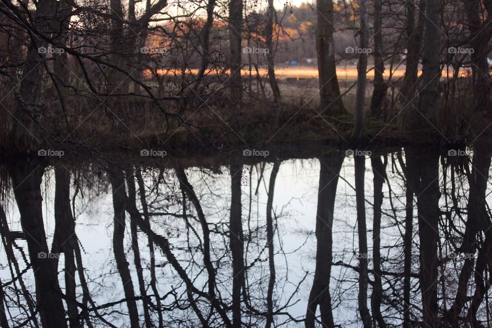 Trees reflecting in a lake