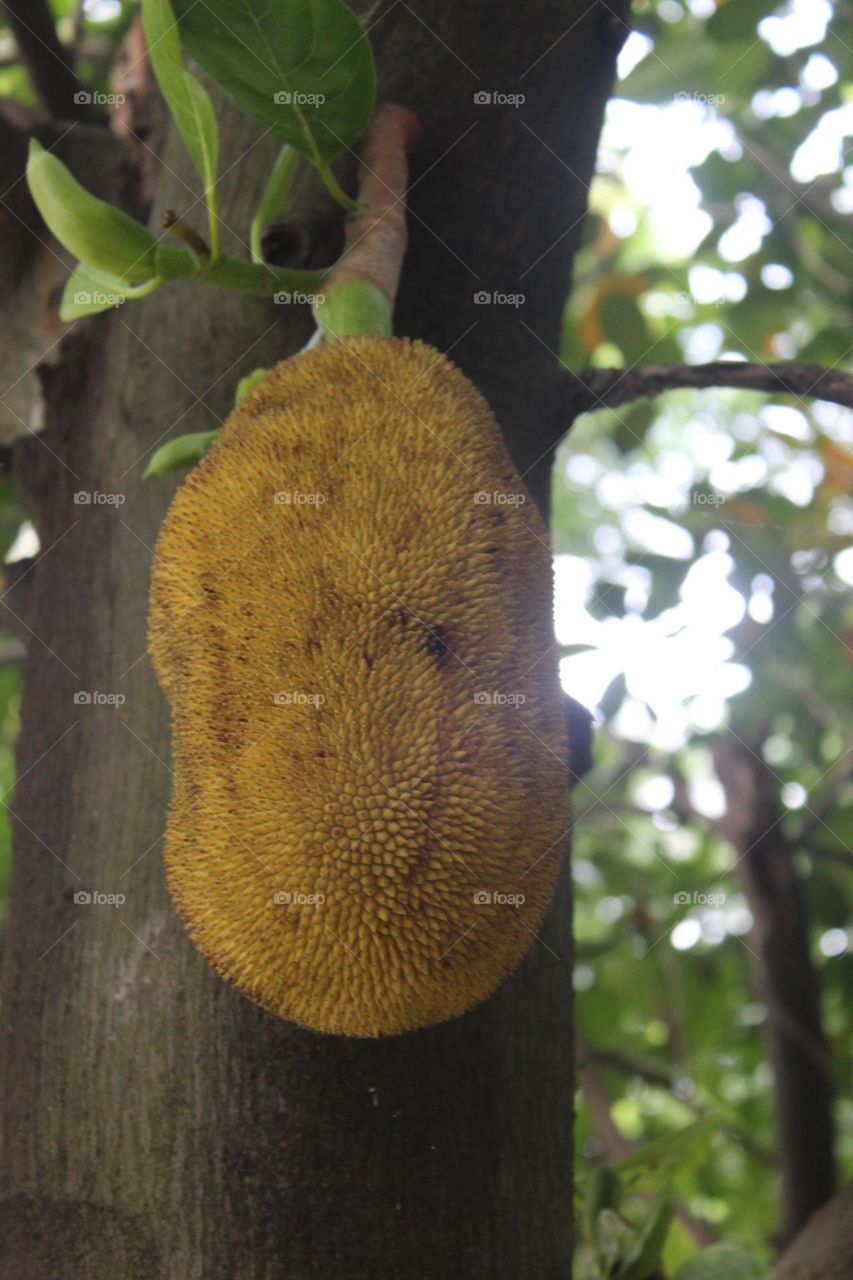 jackfruit close up