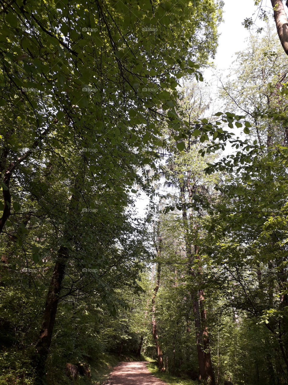 springtime in the wood