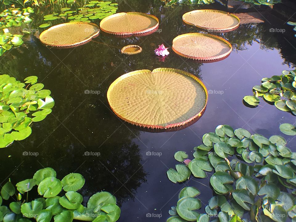 More lily pads 