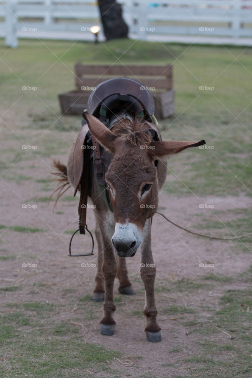 Mammal, Grass, Farm, One, Cavalry