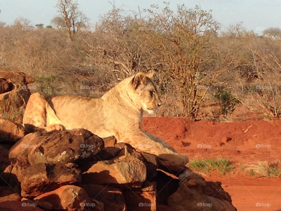 Lion in Kenya, Africa