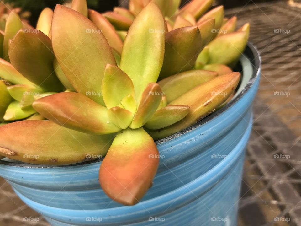 Green succulent plant in blue pot