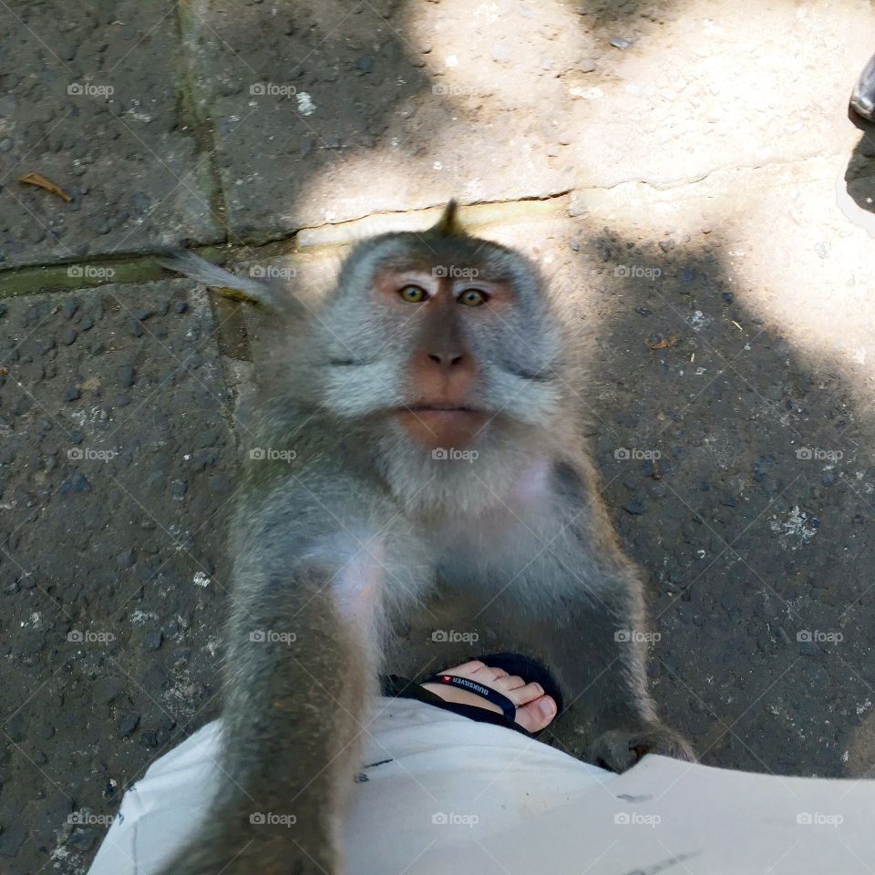 The Secred Monkey Forest Ubud . Give me your banana, ore else i pull your pants off! 