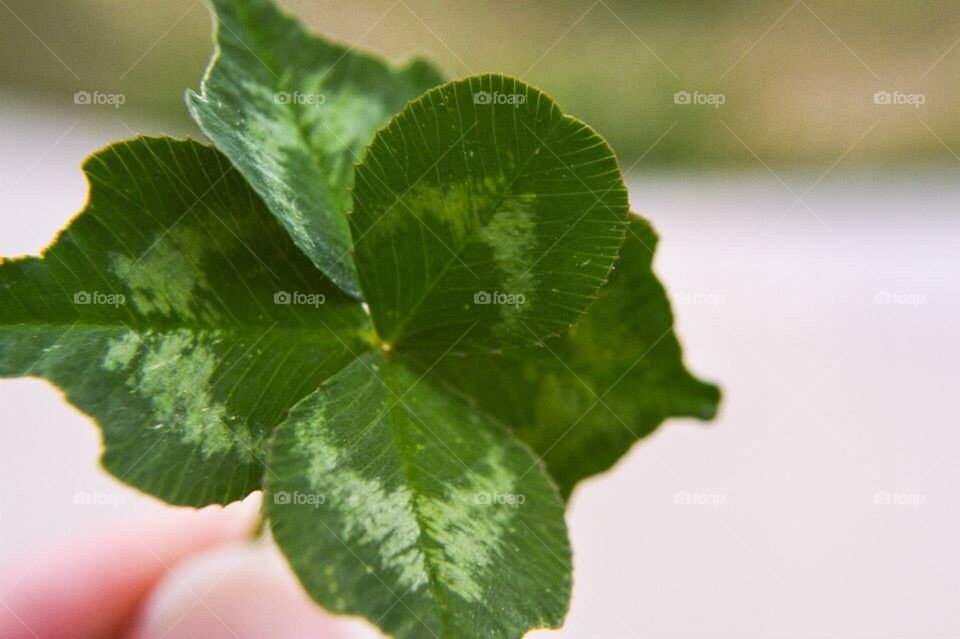 5 Leaf