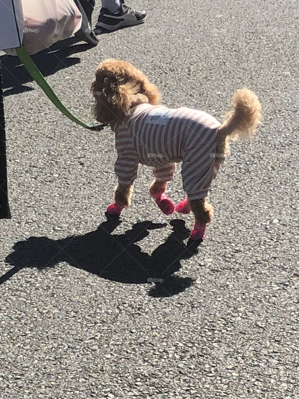 Dog wearing shoes 