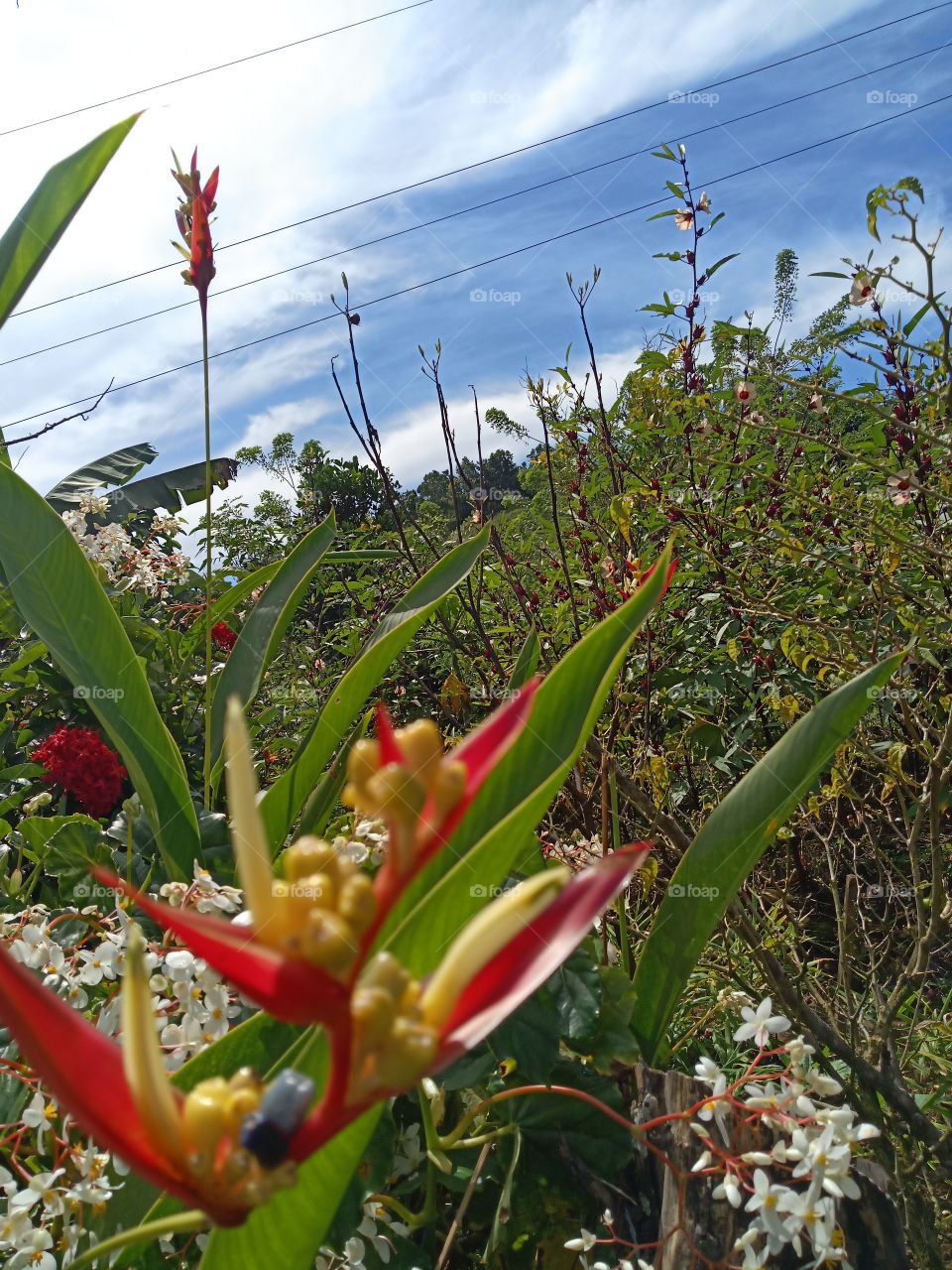 rainbow flowers