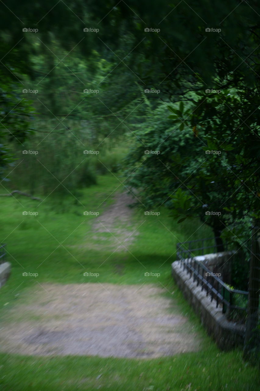 No Person, Tree, Wood, Nature, Grass