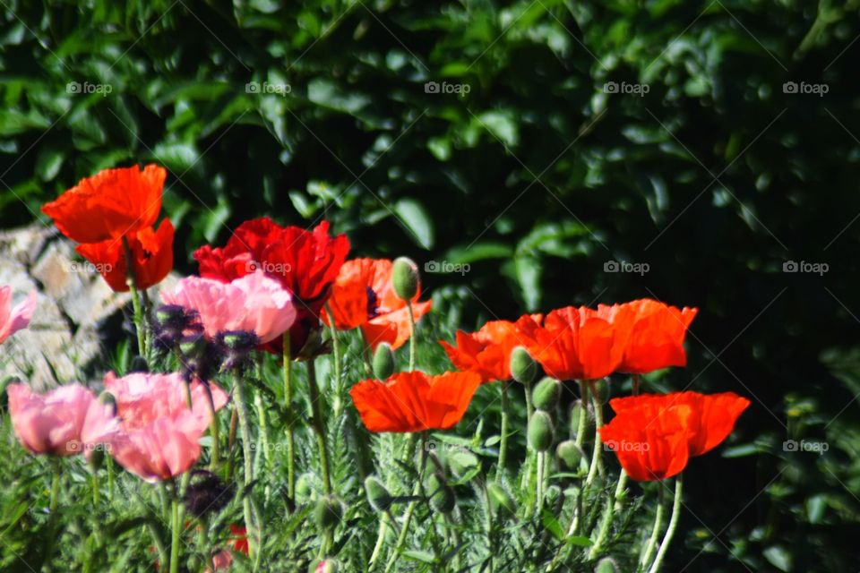 Colorful poppies