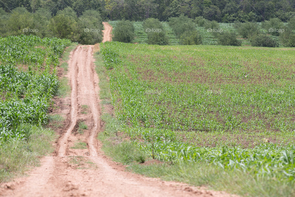 Road in the farm