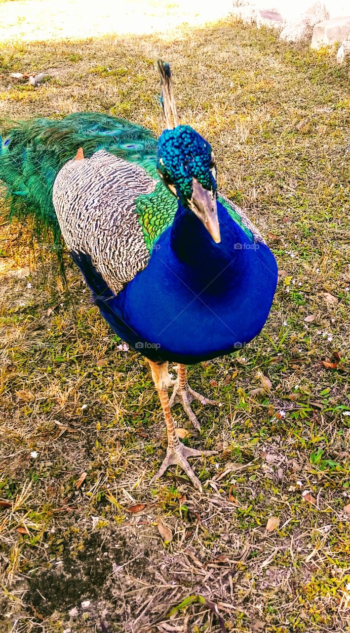 Peacock Close-Up