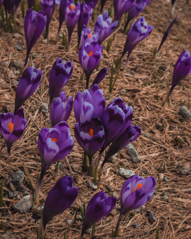beautifull spring flowers