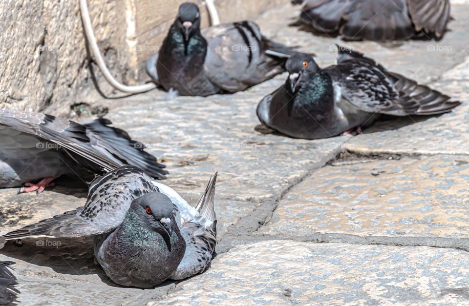 The pigeons the huddled by the went on hot summer day