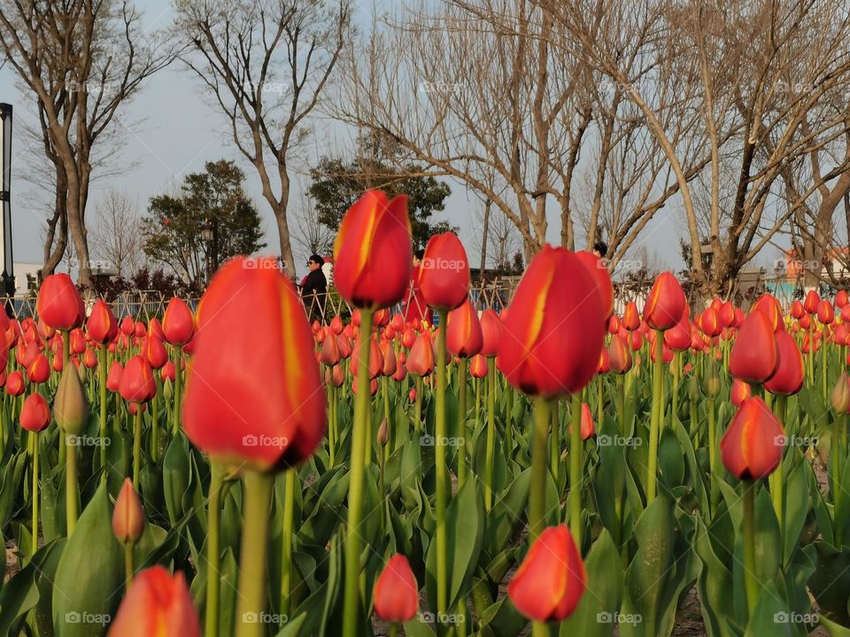 tulips