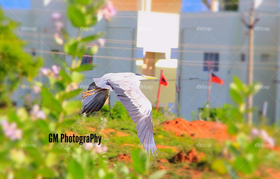 #Flying Bird #Got t well ...little bit flaws due to it's speed,sharp Contrasted Click ,It couldn't escape from my ViewFinder,Everything s cute when u look it right.....my ViewFinder have clear view than my eye..and am happy about t